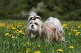 SHIH TZU 256